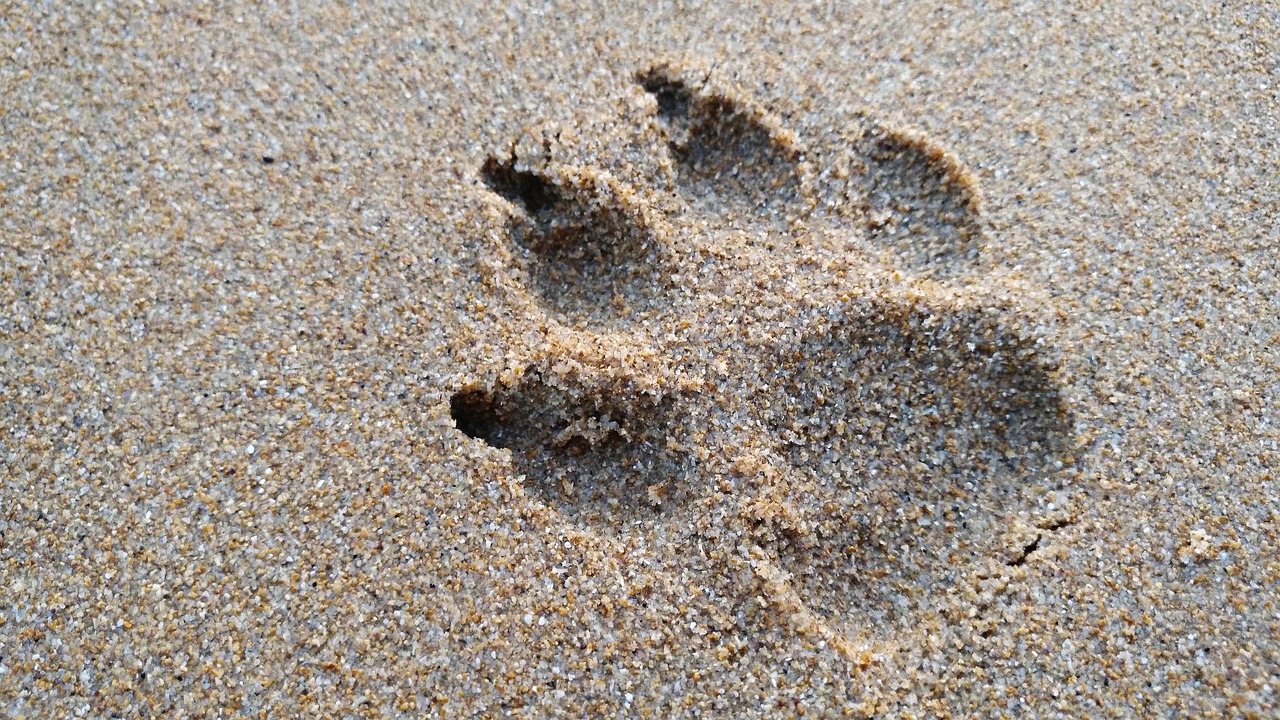 huella de perro, arena, playa